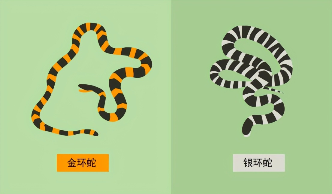 中国最毒的蛇，它在农村很常见，银环蛇究竟有多毒？