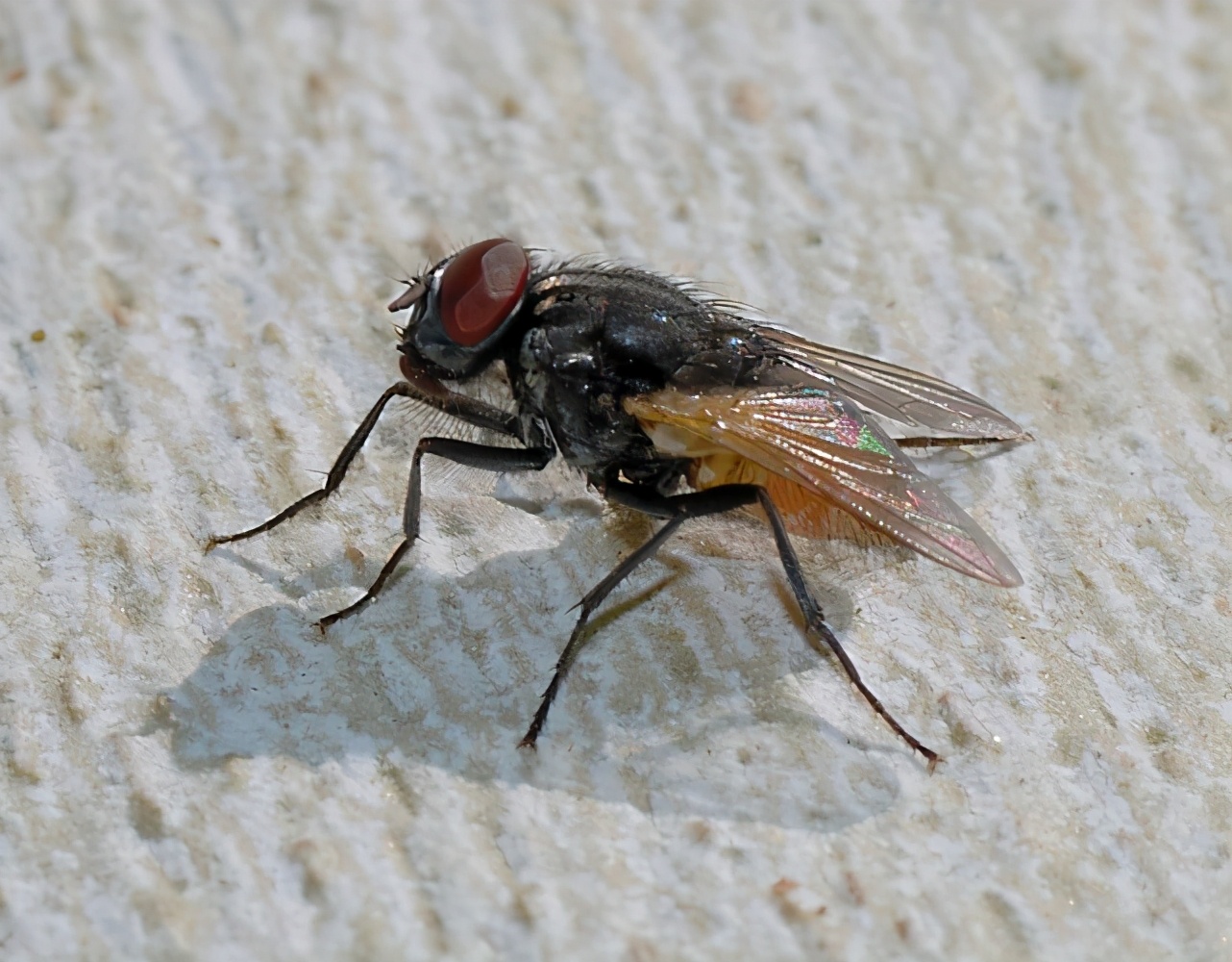 苍蝇总在脏地方觅食，为什么不会生病？这种能力人类可以复制吗？