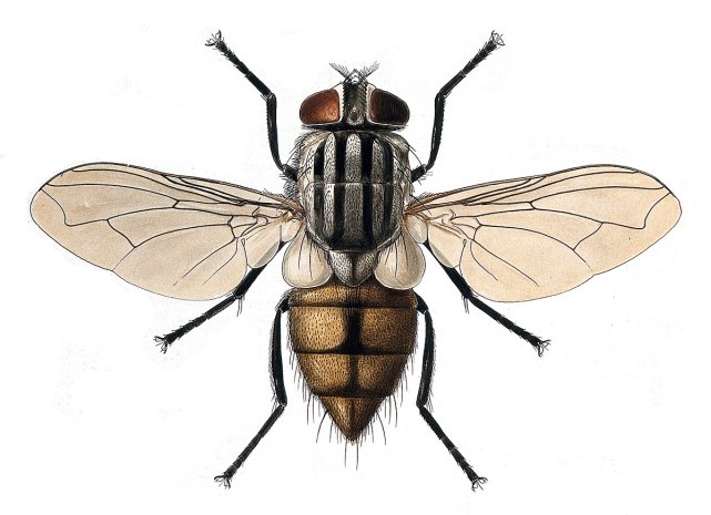 苍蝇总在脏地方觅食，为什么不会生病？这种能力人类可以复制吗？