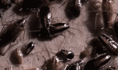 爬行的蟑螂动图图片