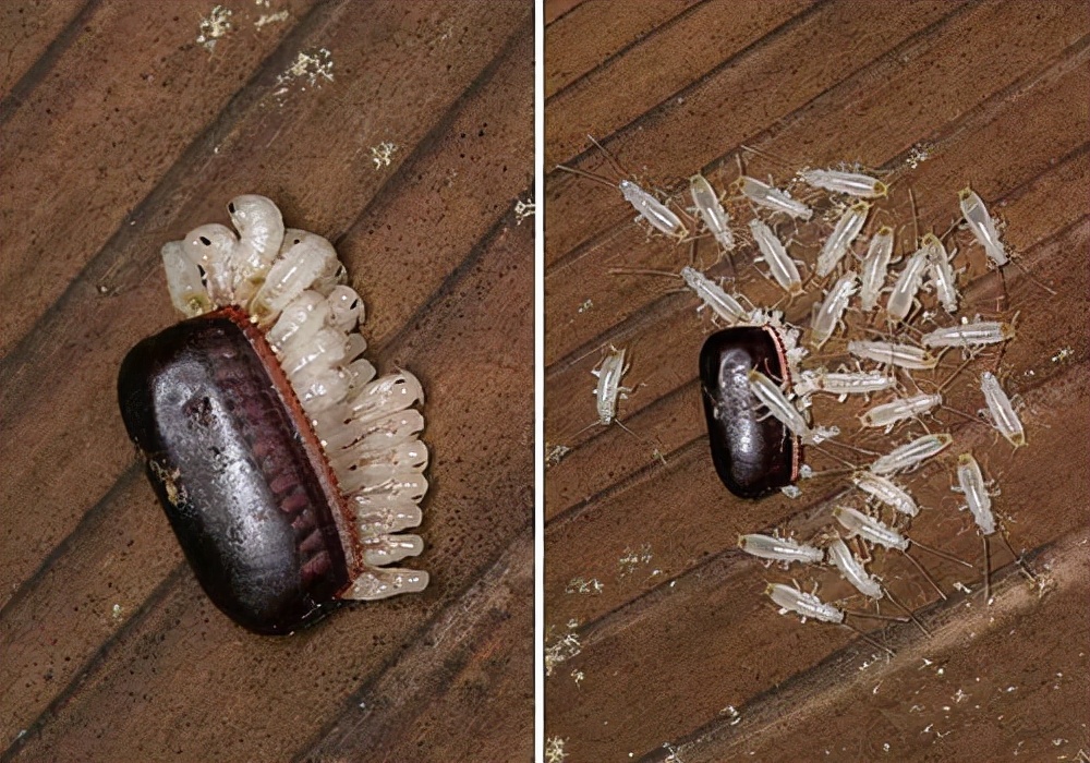 蟑螂为何不能暴打还要火化蟑螂尾巴上的卵鞘是关键