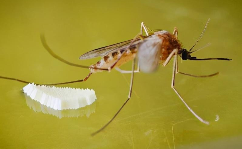 冬天蚊子苍蝇这些昆虫去哪了？真的像我们所认为的那样冻死了吗？