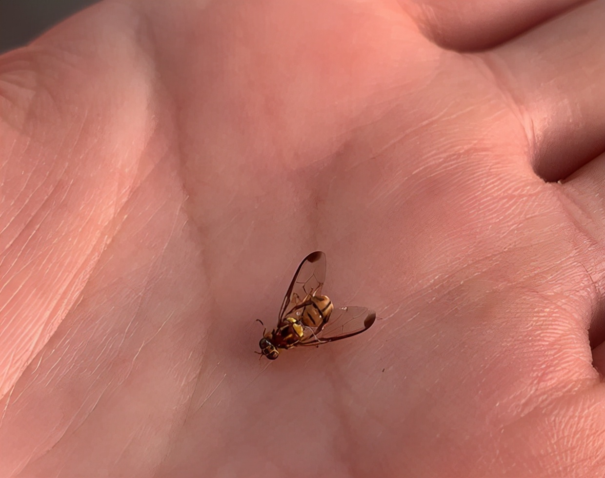 天冷了，这种“蜜蜂”总往家里闯？会蛰人吗？