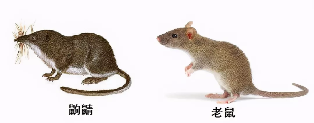 长的像老鼠的“小耗子”到底是什么？还会用毒