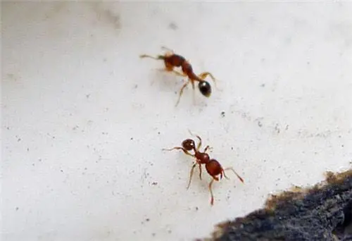 家里有很多蚂蚁怎么办？家里蚂蚁出现的原因是什么？