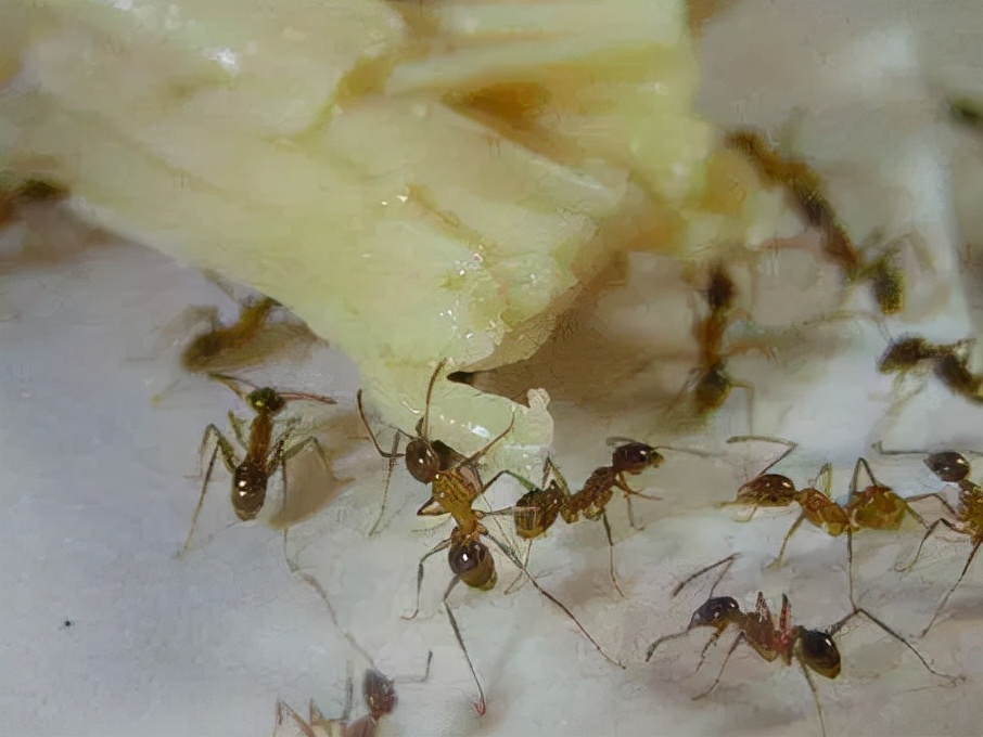 家里有很多蚂蚁怎么办？家里蚂蚁出现的原因是什么？